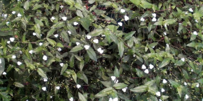 Tahitian Bridal Veil Gibasis Geniculata Two Rootless Cuttings Rare House Plant Ebay