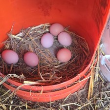 Fresh Backyard Chicken Hatching Eggs Assorted Colors in Straw Nesting Buckets