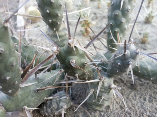 Tephrocactus articulatus (brown spined form) - 1x cutting - COLD HARDY - Imagen 5 de 5