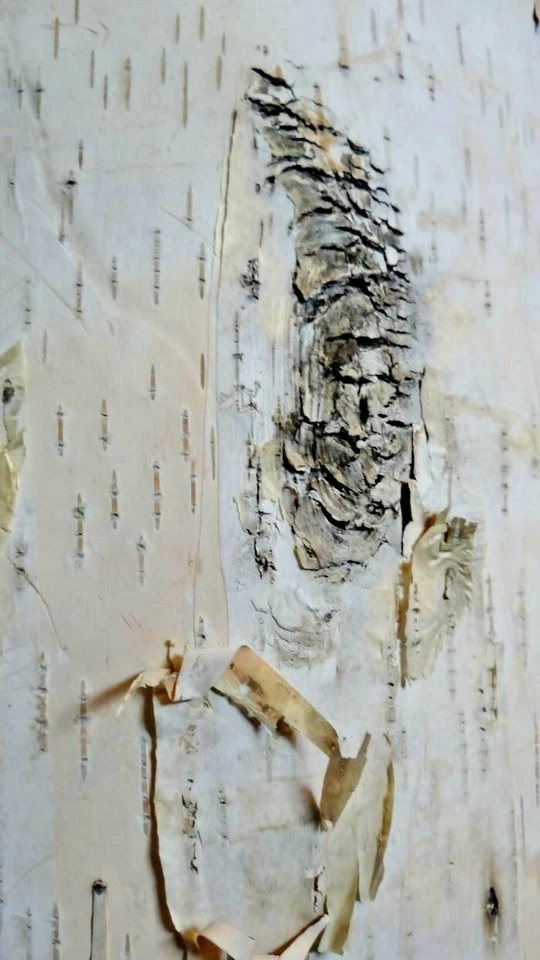 Birch Bark Candle Holder Unique Rustic Home Decor - Image 3 of 4