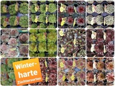 Hauswurz Sempervivum Züchtersorten mit Namen Gold Nugget Lemon Flare uvm.