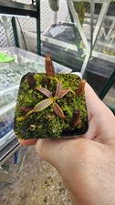 Nepenthes Appendiculata