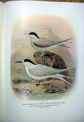 Original alter antiker Druck weiße Frontseeschwalbe & Bullervögel Neuseeland 0