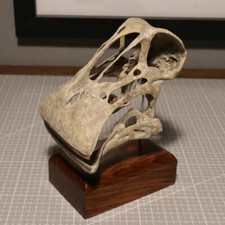 Nigersaurus Skull Dinosaur Statue Painted Model Display Collectible Figure