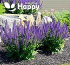 WOODLAND SAGE WEST-FRIESLAND 200 SEEDS - Salvia Nemorosa - Bee&Butterfly Flower