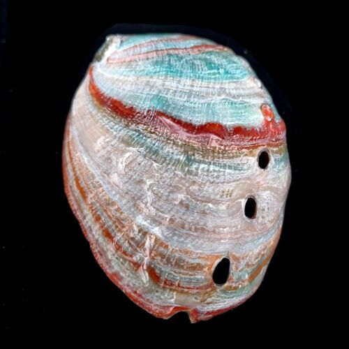 Abalone Pink Haliotis Natural Polished seashell 7-9cm - Picture 6 of 8