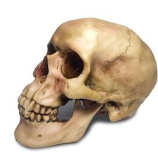 Life Size Skeleton Skull Model Human Replica Resin Head Decoration Prop