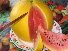 12 Golden Midget Watermelon Seeds -- Mini ---- Heirloom -- Non GMO