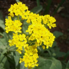 Basket Of Gold Alyssum Seeds | Yellow Alyssum | Heirloom | Free Shipping | 1211