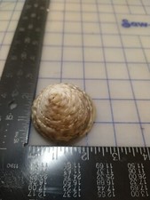 Large hermit crab shell in great condition