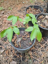 Shagbark Hickory Tree, 1 Gallon Pot.
