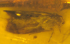 Beautiful Moth with Curled Proboscis Tongue in Dominican Amber Fossil Gemstone