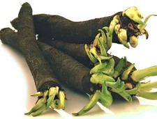 Schwarzwurzel Samen, fast vergessene Gemüsesorte, Scorzonera, black salsify