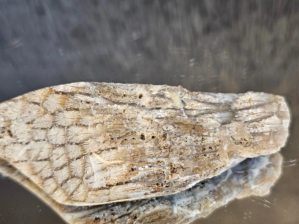 Rare Agate Coral Crystal Fossil - UK (#2) - Image 3 of 4