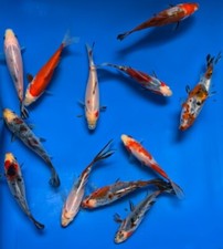 GOLDFISH 3" - 4" Shubunkin Mixed Box 12 Pack