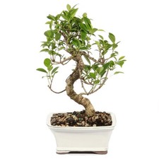 Brussel's Bonsai - Small Ficus Live Tree, 5-8 inches, Multicolor