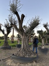 Pianta Olivo Leccino Età 120 Anni  Altezza 320/340 Cm VIVAINATURAMICA