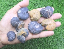 8pcs Cheiloceras Goniatites Fossil &ndash; Devonian Ammonoid Lot from Morocco- Fossils