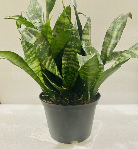 Mature Dwarf Zeylanica Snake Plant - Picture 2 of 4