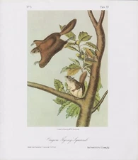 Audubon 1989 Vintage "Oregon Flying Squirrel" Rocky Mammal Color Art Lithograph
