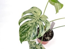 Monstera Vietciosa 6" Exact Plant #29A