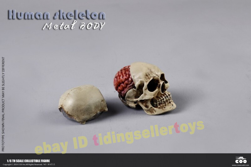 COOMODEL Skull THE HUMAN SKELETON DIECAST ALLOY 1/6 Action Figures