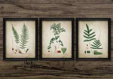 Ferns Print Set of 3, Vintage Botanical Wall Art, Woodland Green Fern Plants