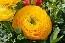 Ranunculus asiaticus 'Tecolote Yellow' Persian Buttercup Bulbs Tubers Deer and