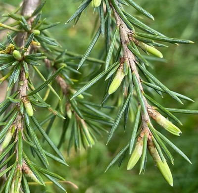Cedrus libani form SARGENTII - Sargent's cedar | Lebanon cedar