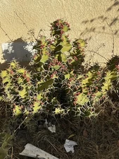 lot of 2 Euphorbia pseudocactus Zig Zag Cactus Succulent cuttings 17", no roots