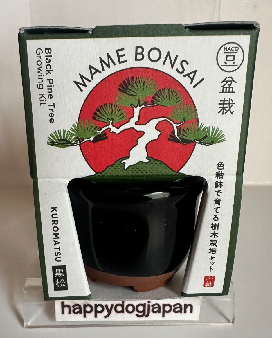 HACO MAME BONSAI miniature bonsai KUROMATSU growing gardening kit