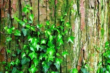 50 Climbing Ivy Seeds for Planting - Easy to Grow Boston Ivy Vine - Ships from I