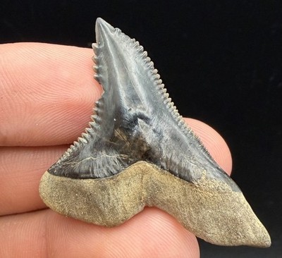 HEMIPRISTIS SHARK TOOTH 1.8  BEAUTIFUL 100% TEAL VENICE FLORIDA SHARK FOSSIL