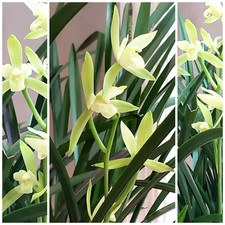 Live Plant - Cymbidium ensifolium, Orchid, Fragrant, s  x n l n 