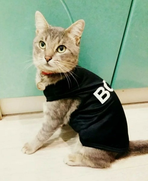 Traje camiseta BOSS negra Perro Pequeño mini o gato talla Xs