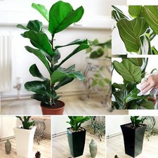 Large Fiddle Leaf Fig Indoor Tree House Plant in Pot Rare Evergreen Ficus Lyrata