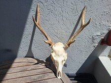 Crâne de cerf Sika ; Cervus nippon #2