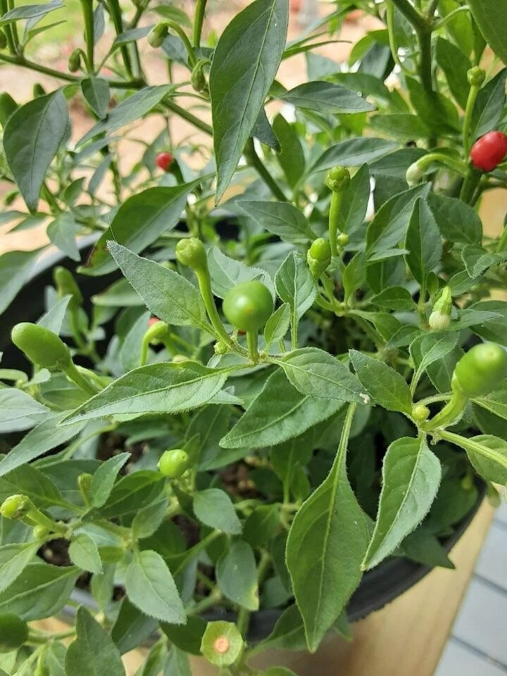 Pequín Chile Salvaje, Chiltepin, Chile del Monte, Chile de Montaña. (Semillas 100+Cuenta) Foto 3 de 3