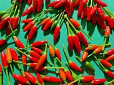 SEMI DI PEPERONCINO DIAVOLICCHIO CALABRESE