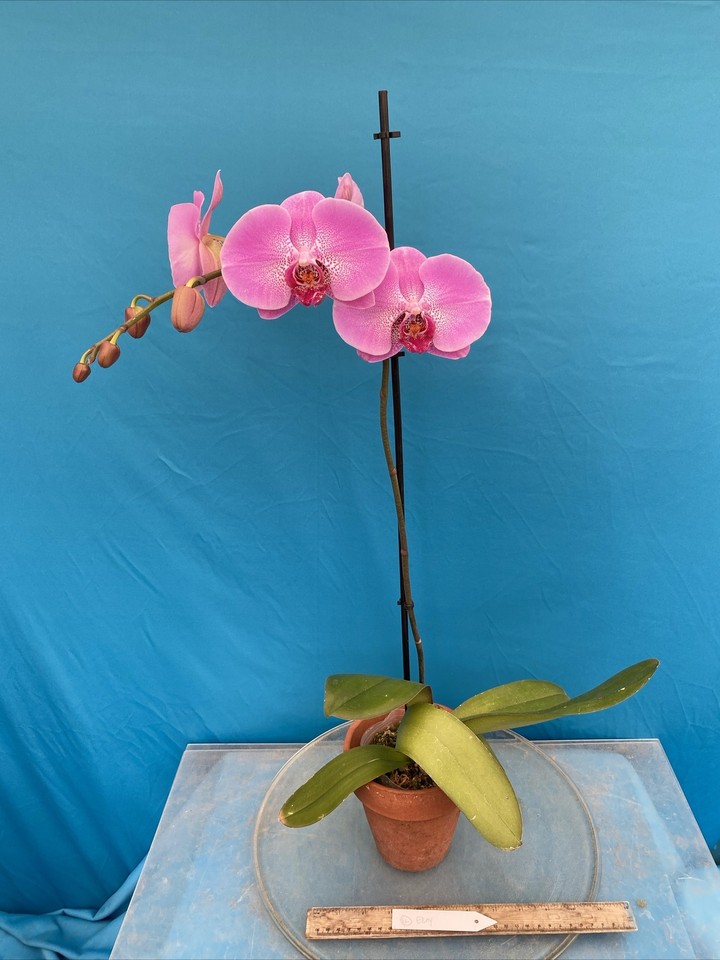 Phalaenopsis NOID Orchid Merlot Pink White Bloom Size 4” Pot Windowsill