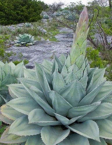 GIANT Whale's Tongue Century Plant - Agave ovatifolia - 10 Seeds - UK Hardy - Picture 2 of 4