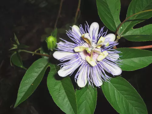 11 SEEDS - PASSION flower purple Passiflora Caerulea GroCo USA BUY 15-SHIPS FREE