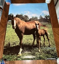 New In Plastic - 1976 Pro Arts Colt Horse Equestrian Poster Medina, OH 19.5x27.5