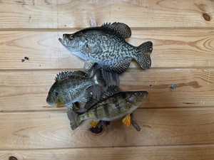 New Real Skin 3 Fish Mount Crappie Sunfish Perch Taxidermy  On Driftwood