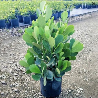 Clusia Guttifera Variegata Bush Plant Live Privacy Hedge 5 Gallon Pot 2-3  Ft H | eBay
