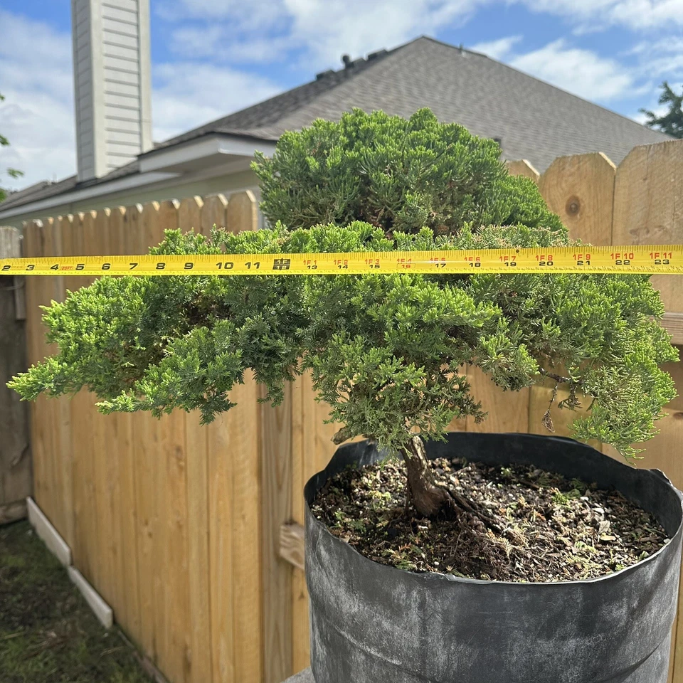 juniper bonsai tree live - Image 4 of 4