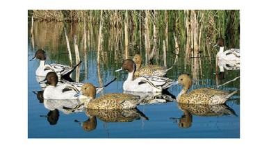 Dakota Decoy 13700 X-Treme Pintail Floater Decoys 6 Pack w/ 3 Drakes and 3 Hens