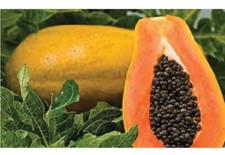 25 Fresh Red Lady Papaya Seeds Garden Planting Non-GMO