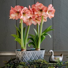 Amaryllis dutch 'Provence' 34-36 cm Jumbo bulbs shipping Oct. 2026