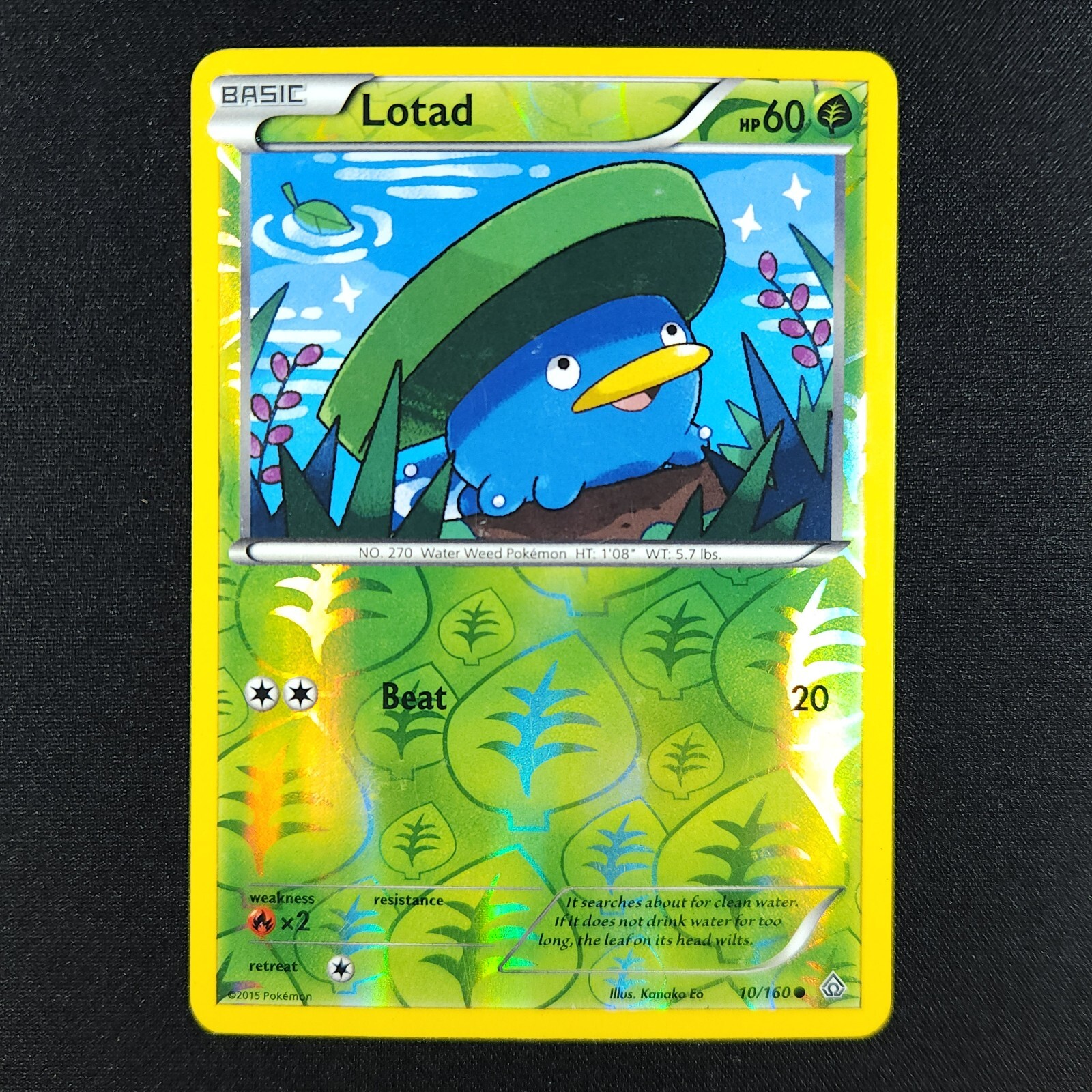 Lotad 10/160 Holo - Primal Clash - Pokemon Card